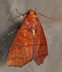 Rusicada leucolopha