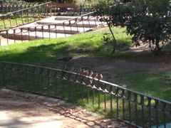 Passer domesticus