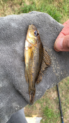 Gymnocephalus cernua