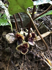 Asarum hypogynum
