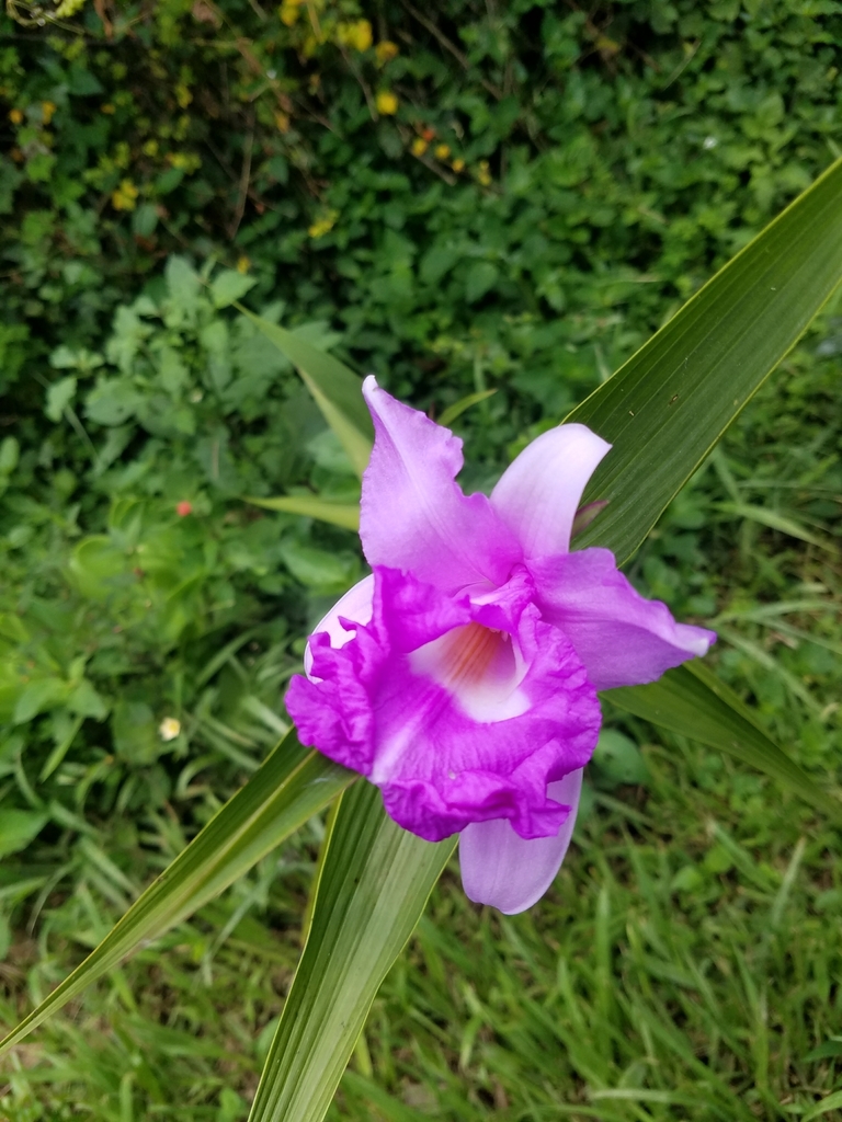 Sobralia rogersiana