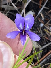 Viola decumbens