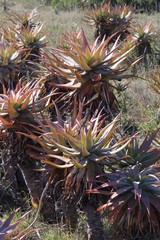 Aloe lineata