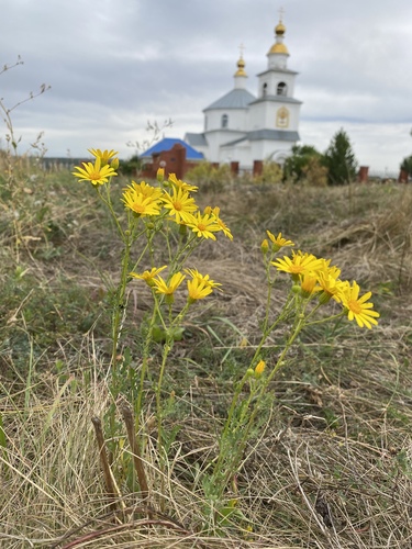 Senecio jacobaea iNat (2)