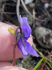 Viola decumbens