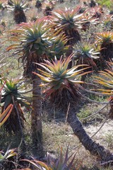 Aloe lineata