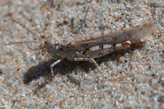 Sphingonotus imitans