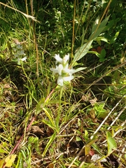 Spiranthes incurva