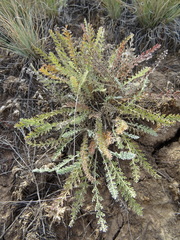 Tanacetum achilleifolium