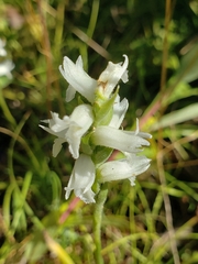 Spiranthes incurva