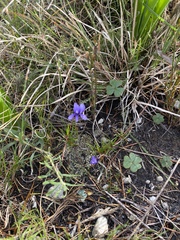 Viola decumbens