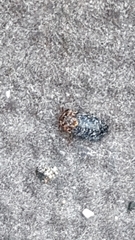 Dermestes undulatus