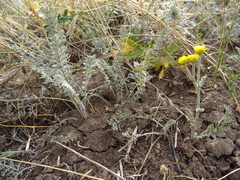 Tanacetum achilleifolium