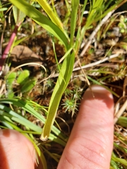 Spiranthes incurva