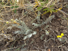 Tanacetum achilleifolium