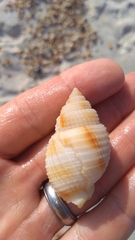 Cancellaria reticulata