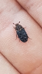 Dermestes undulatus