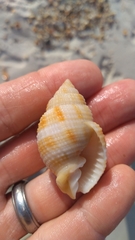 Cancellaria reticulata