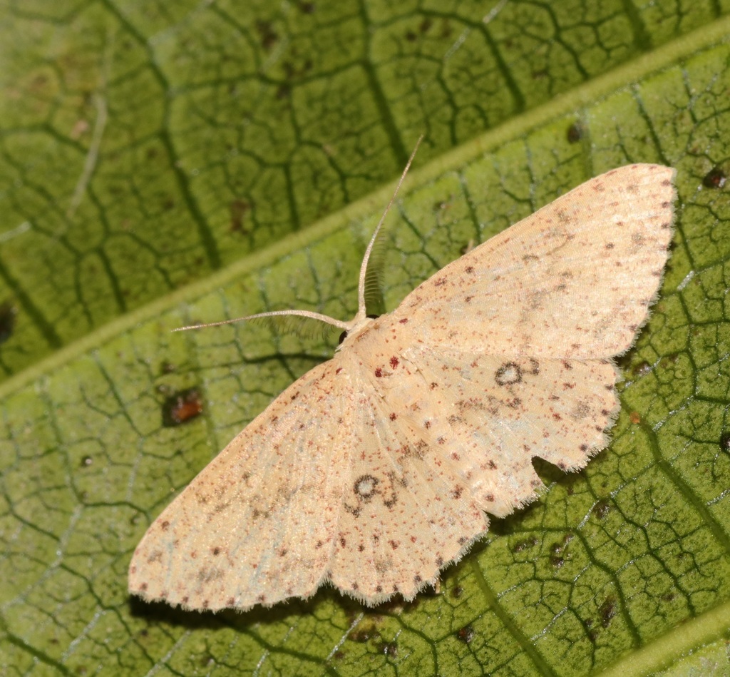 Perixera