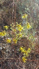 Senecio flaccidus douglasii