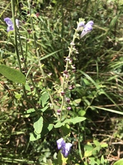 Scutellaria mellichampii