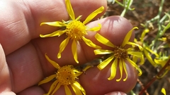 Senecio flaccidus douglasii
