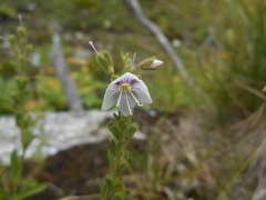 Veronica fruticulosa