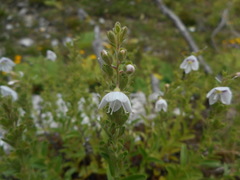 Veronica fruticulosa