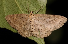 Percnia fumidaria