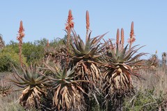 Aloe lineata