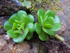 Sedum rhodocarpum