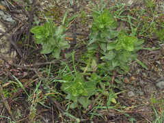 Gomphocarpus cancellatus