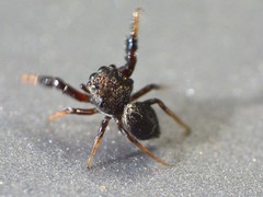 Harmochirus luculentus