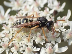 Polistes bischoffi