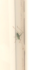 Leptophyes punctatissima