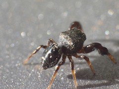 Harmochirus luculentus