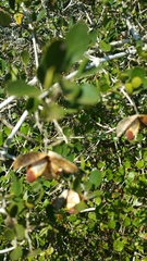 Loeseneriella