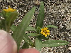 Melampodium strigosum