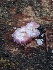 Phlebia centrifuga