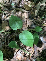 Matelea carolinensis