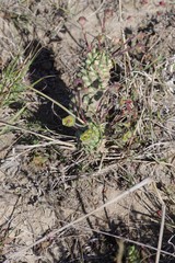 Euphorbia clava