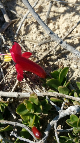 Ruellia image