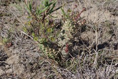 Euphorbia clava