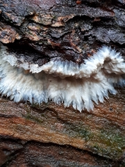 Phlebia centrifuga