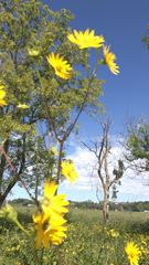 Silphium terebinthinaceum