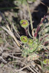 Euphorbia clava