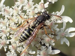Polistes bischoffi