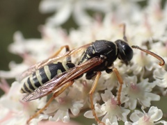 Polistes bischoffi