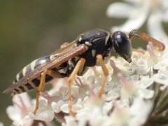 Polistes bischoffi