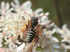 Polistes bischoffi